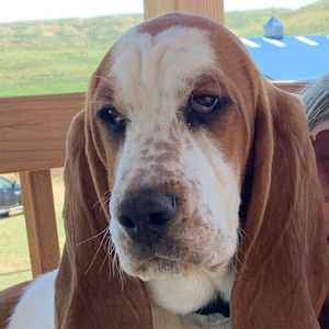 Meet your Posher, Rylee